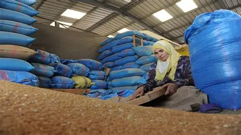مطالب بحماية الفلاحين من المنافسة غير المتكافئة في سوق الحبوب بالمغرب