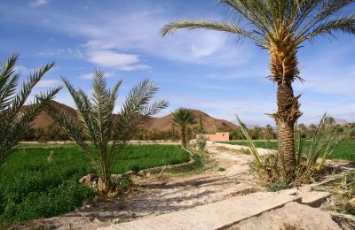 منع زراعة البطيخ في طاطا.. أزمة الماء والفلاحين